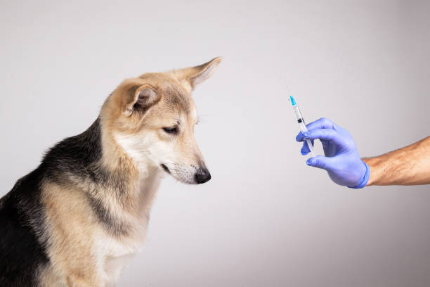 istock dog vaccination with a syringe on gray background 1221902583