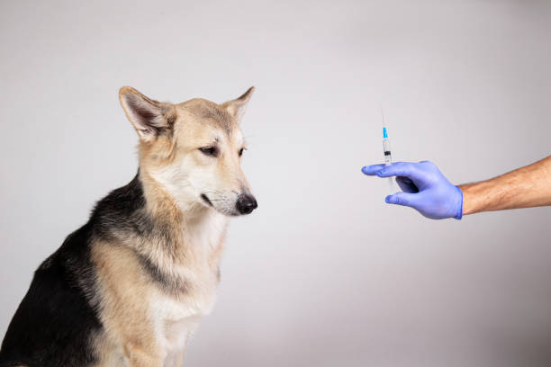 istock dog vaccination with a syringe on gray background 1221902586