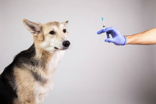 istock dog vaccination with a syringe on gray background 1221902587