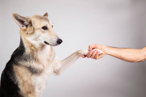 istock Dog paw and human hand doing a handshake 1221902588