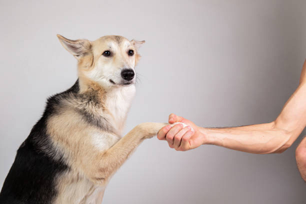 istock Dog paw and human hand doing a handshake 1221902591