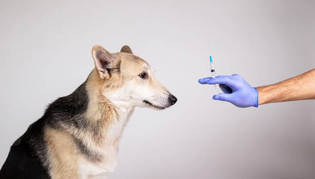 istock dog vaccination with a syringe on gray background 1221902595