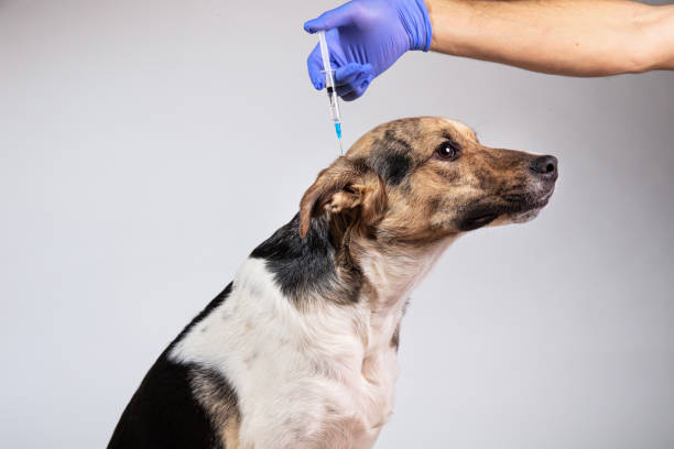 istock dog vaccination with a syringe on gray background 1221902596