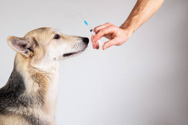 istock dog vaccination with a syringe on gray background 1221902598