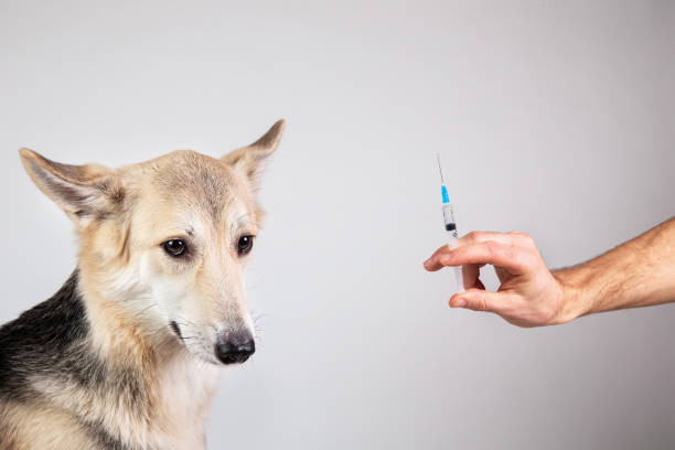 istock dog vaccination with a syringe on gray background 1221902601