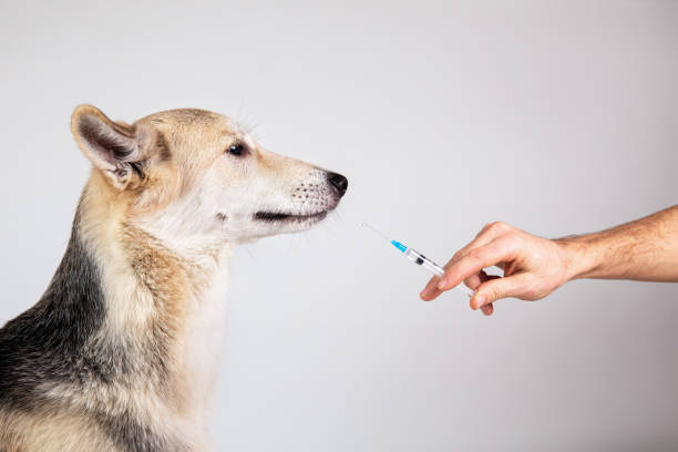 istock dog vaccination with a syringe on gray background 1221902612