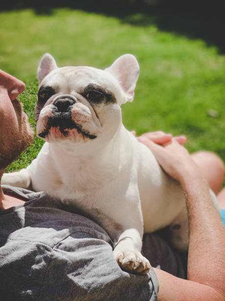 istock Man sunbathing with his French Bulldog 1221902760