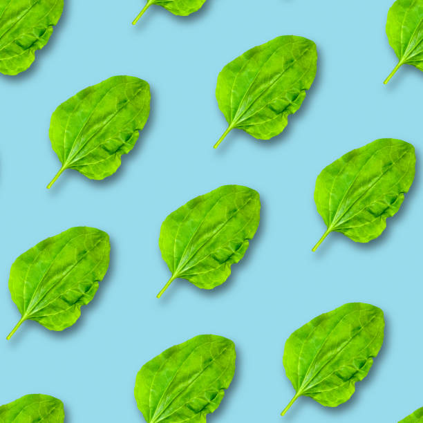 istock Seamless pattern of plantain leaves on a blue background. Leaves are randomly arranged. 1221903533