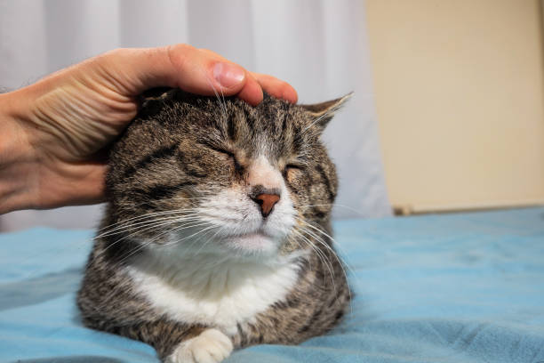 istock Owner stroking old cute cat at home 1221903747