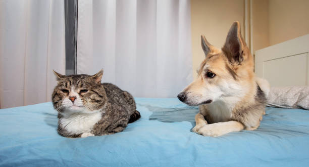 istock Playful dog and cat on bed at home 1221903754