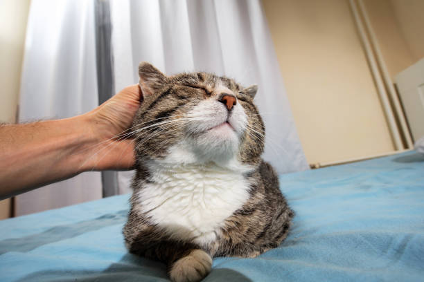 istock Owner stroking old cute cat at home 1221903755