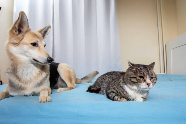 istock Playful dog and cat on bed at home 1221903757