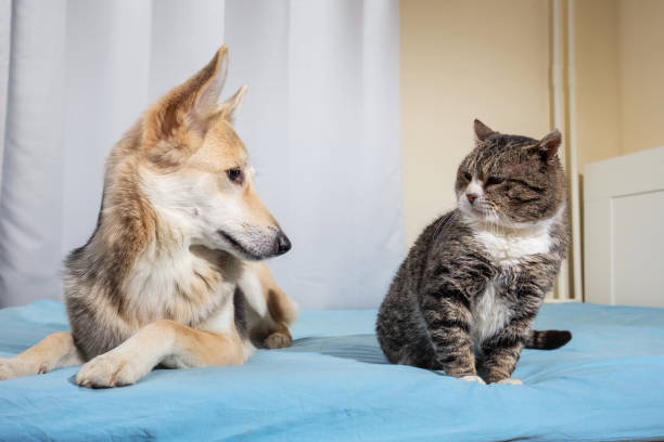 istock Playful dog and cat on bed at home 1221903794