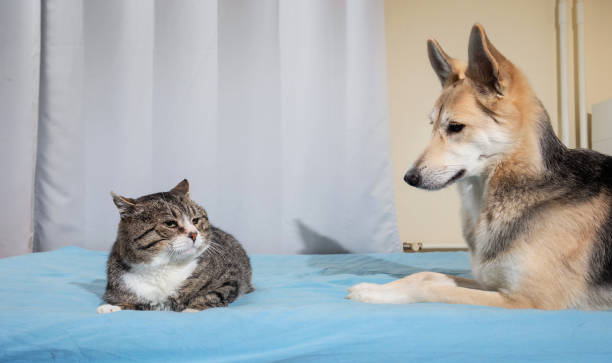 istock Playful dog and cat on bed at home 1221903796