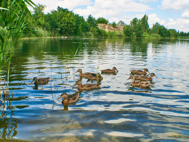 istock Flock of Ducks swim on the water 1221904533