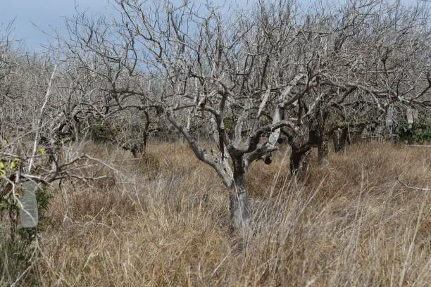 Photo of Dead garden, withered trees. Abandoned fruit tree plantation. Drought, crop failure. Global warming, climate change and environmental issues affect agriculture