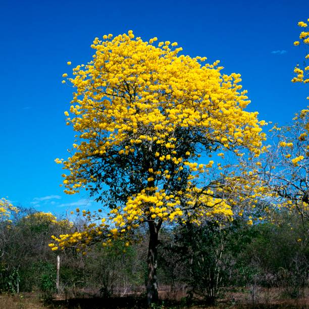 istock Yellow flowers on tropical tree 1221905383