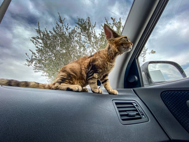 istock Devon Rex Kitten Waiting For Owner in Closed Car 1221905394