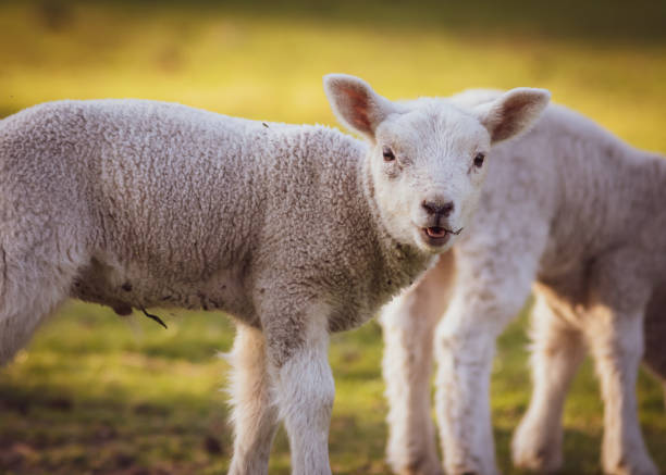 istock herd of lamb feeding on ranch grass farm cattle animal selective focus blur 1221905465