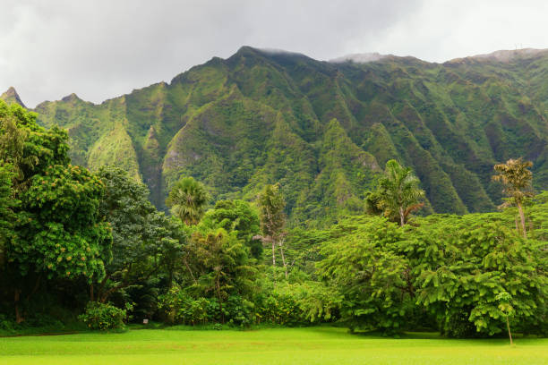 istock hills seen from a botanical garden on Oahu, Hawaii 1221906239