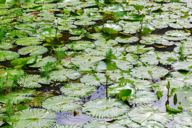 istock background texture of water lilies 1221906287