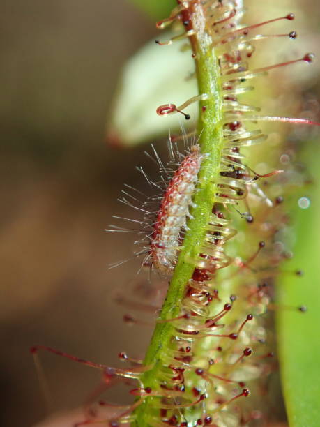istock Caterpillar on the Carnivorous plant Drosera binata 1221906461