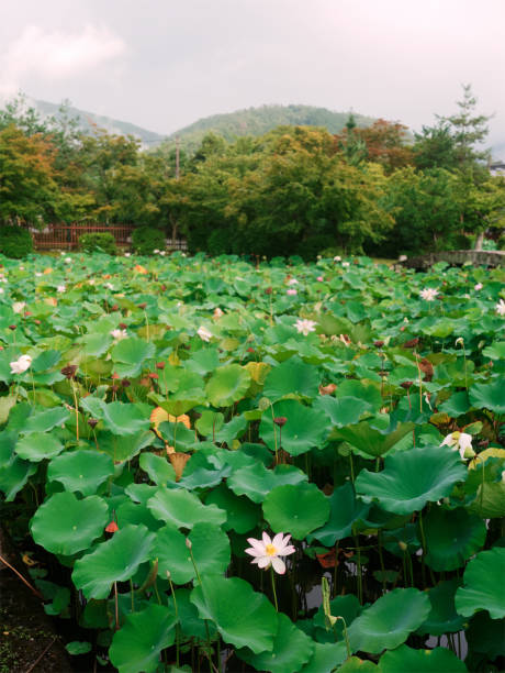 fiore di loto che sboccia su uno stagno di giardino di loto giapponese. - lotus japan water lily vegetable garden foto e immagini stock