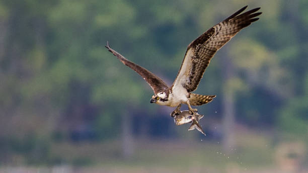 istock Osprey in flight searching for a meal 1221907380