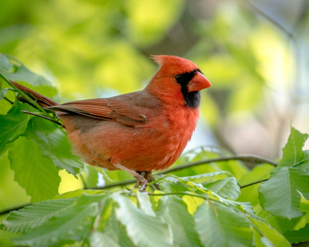 istock Big Male Red Cardinal Bird 1221907405