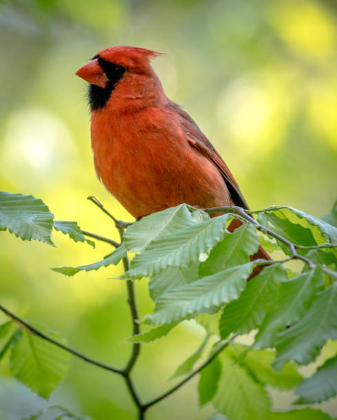 istock Big Male Red Cardinal Bird 1221907419