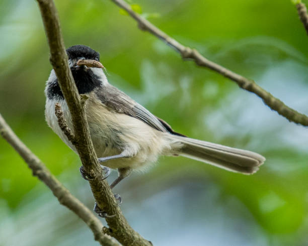 istock Virginia Chickadee bird on a branch 1221907434