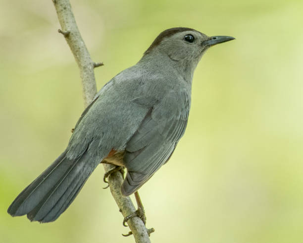 istock Blue Gray Catbird in the branches 1221907437