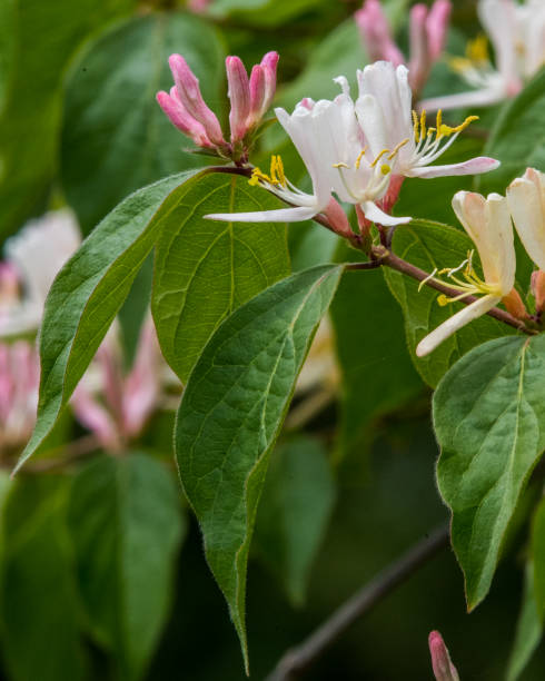 istock wild flowers in the woods 1221907478