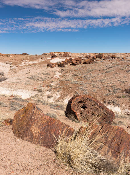 istock The Rainbow Forest in Petrified Forest Naitonal Park, Arizona. 1221907479