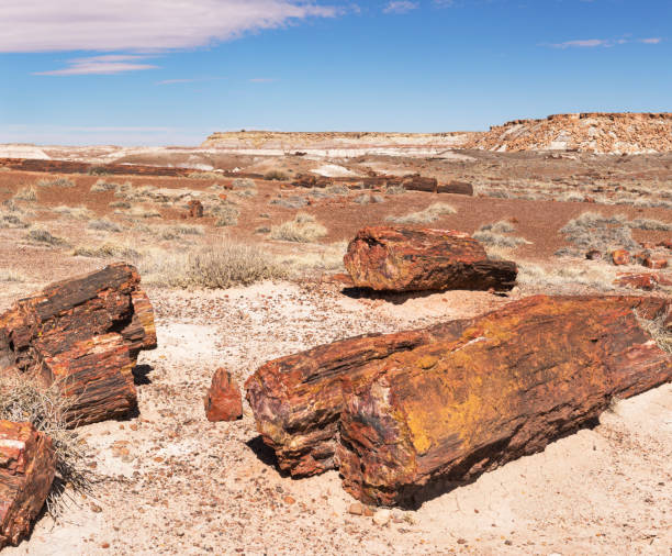 istock The Rainbow Forest in Petrified Forest Naitonal Park, Arizona. 1221907553
