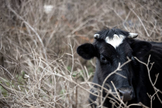 istock Close up of an ox head side with black and white color. 1221908112