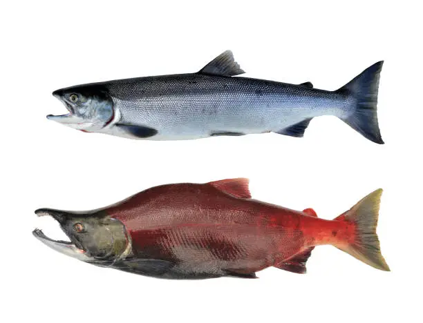 Different stages of life of an Alaskan red salmon (sockeye, Oncorhynchus nerka). In the ocean (ocean phase) it shows silvery colors, which change dramatically towards reddish after entering rivers for spawning (spawning phase, freshwater phase). Pictures of a real, fresh caught fish were taken in Alaska, ocean phase female on the top, freshwater phase male on the bottom.