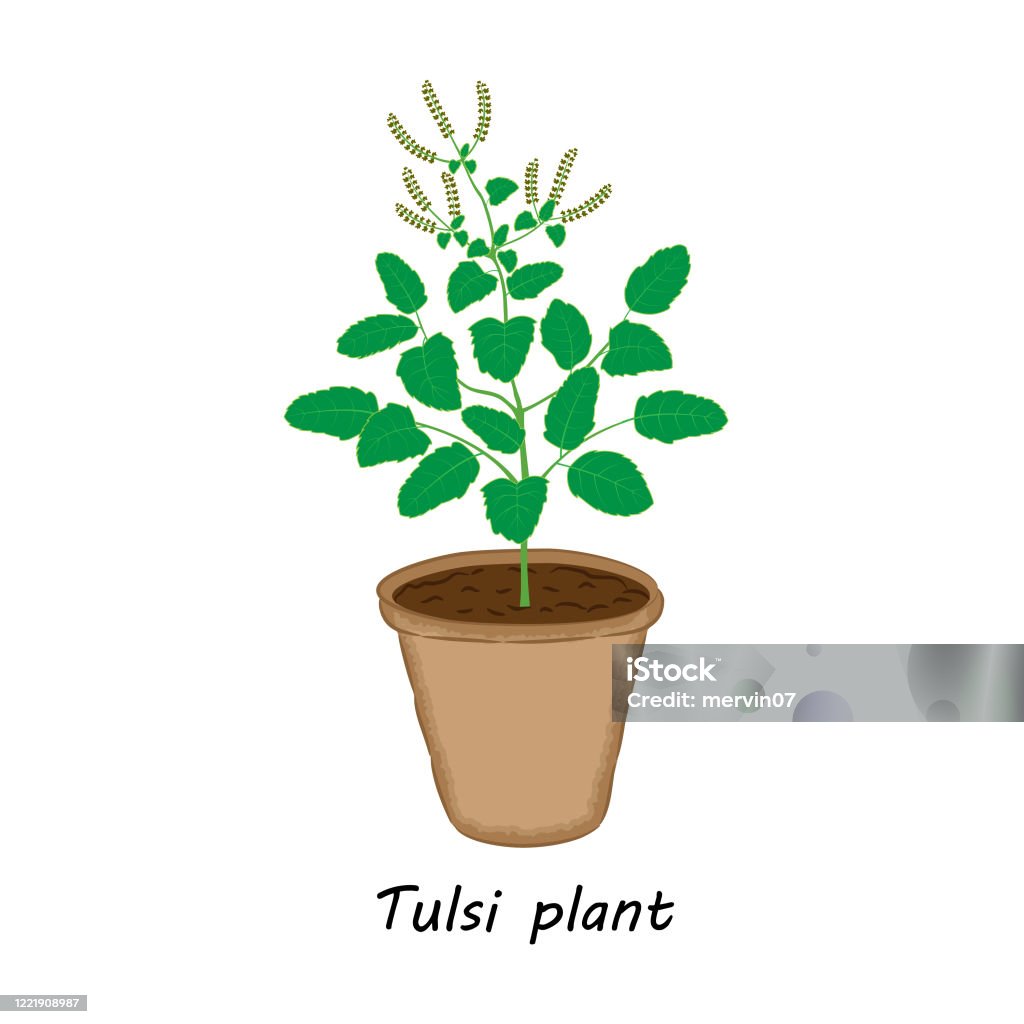 Tanaman Tulsi