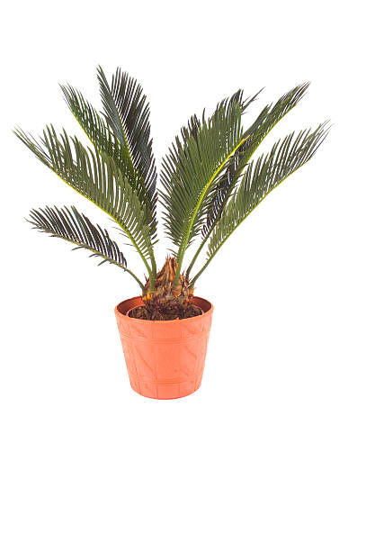 istock flower cycas revoluta 122191021