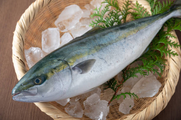 istock Inada, japanese whole raw yellow tail 1221910736