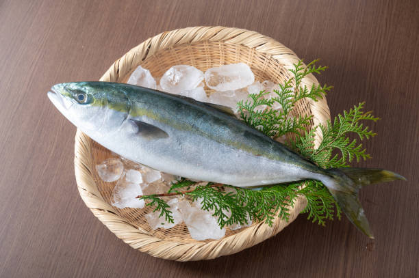 istock Inada, japanese whole raw yellow tail 1221910740