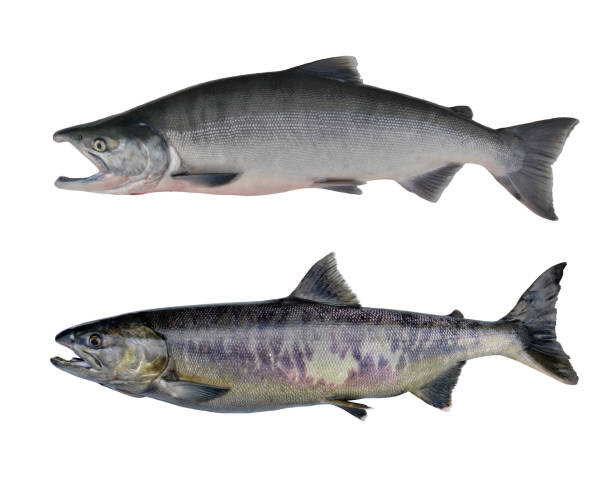 istock Chum salmon, Alaska, USA 1221913041