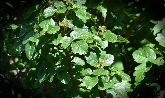 Pacific/Western Poison Oak Leaves For Plant Identification