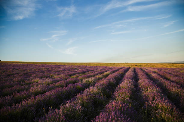 istock Lavender Field In Crimea 1221914136