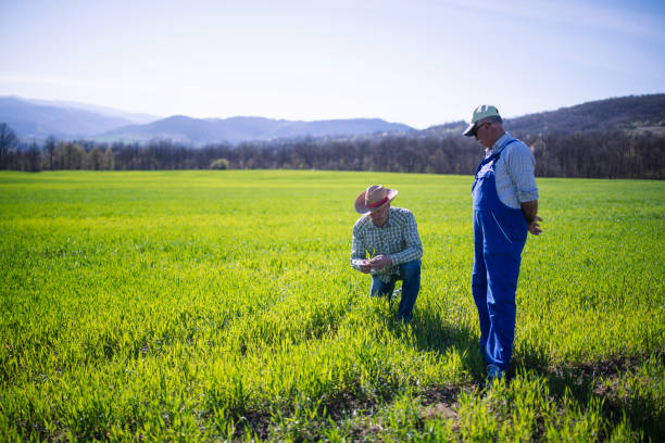 istock Two Senior Farmers Examining Agriculture Fields. 1221914362