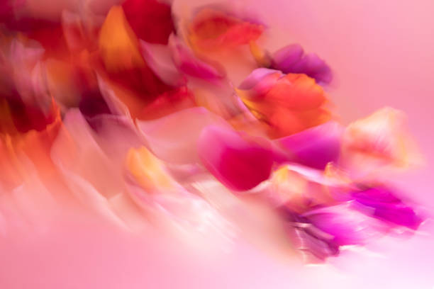Colorful tulip flowers.