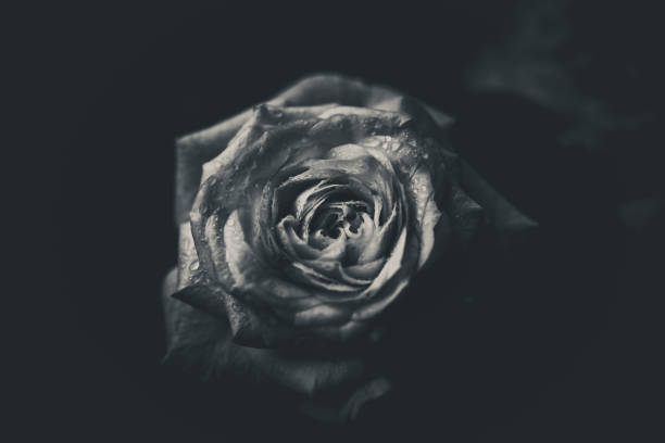 istock Rose flower with black and white style; isolated; 1221915252