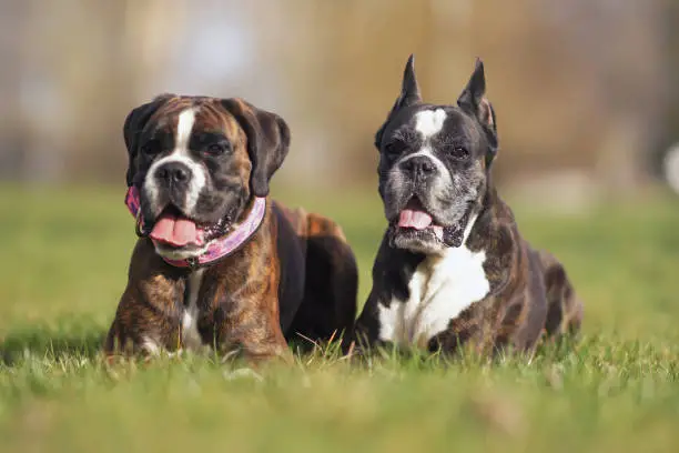 Two brindle Boxer dogs (adult with cropped ears and young with a collar and natural ears) posing outdoors lying down on a green grass in spring