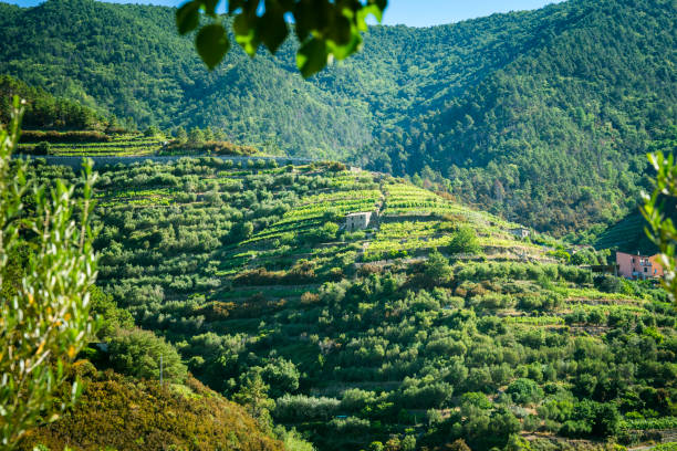 Steep stairs leading up the terraced vineyards to Volastra village, Cinque Terre, Italian riveria, Liguria, Italy, Europe