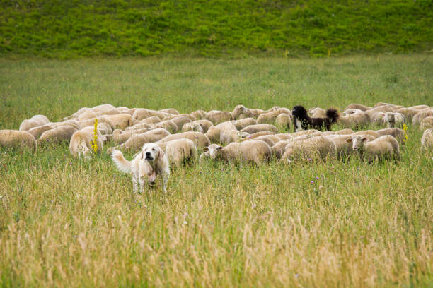 istock Sheepdogs protecting a flock of migrating sheep, Abruzzo, Italy 1221916172